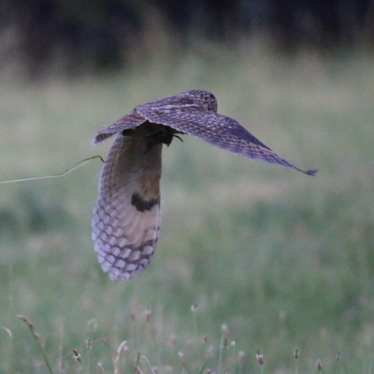 Long-eared Owl hunting with Zaisan Mole-vole