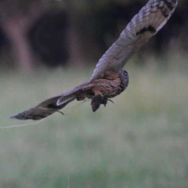 Long-eared Owl hunting with Zaisan Mole-vole