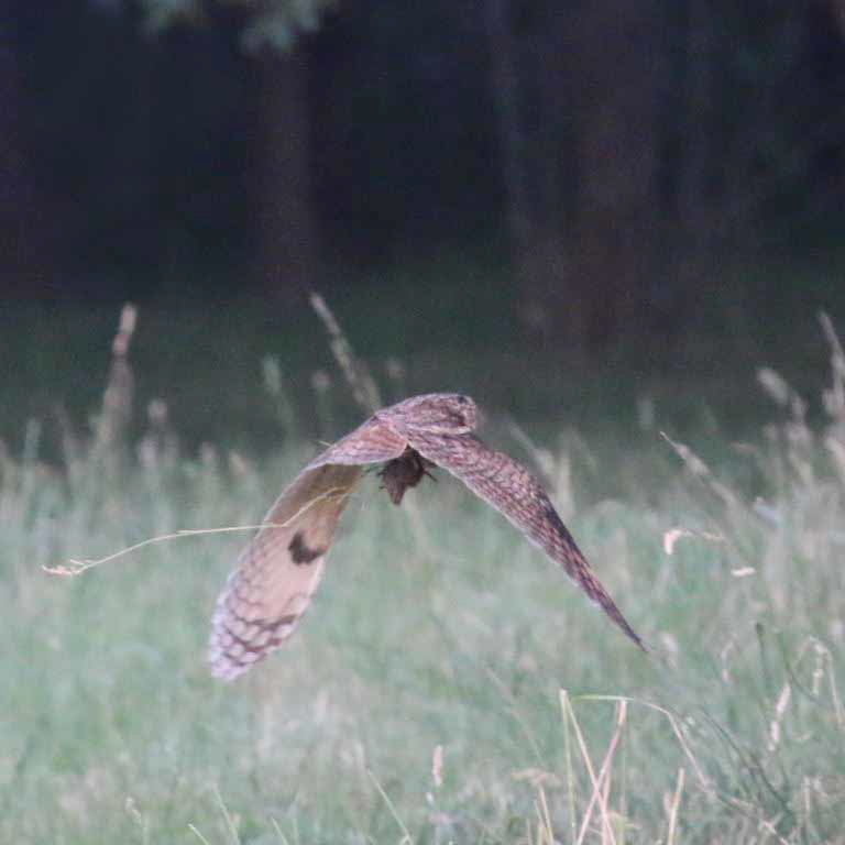 Long-eared Owl with prey