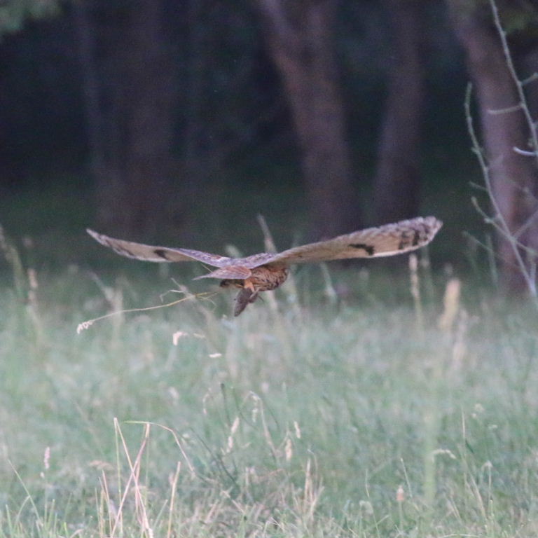 Long-eared Owl hunting with Zaisan Mole-vole