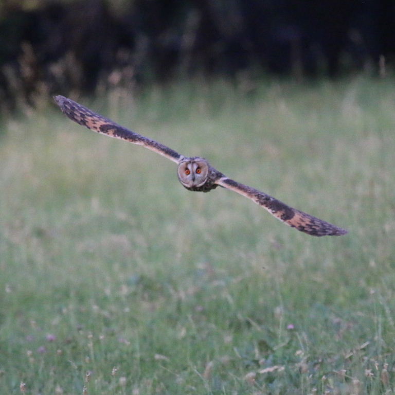 Long-eared Owl in flight