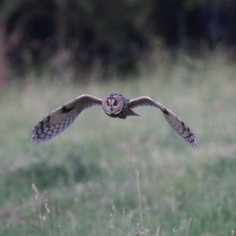 Long-eared Owl hunting
