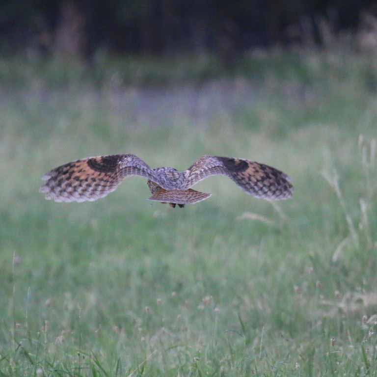 Long-eared Owl hunting