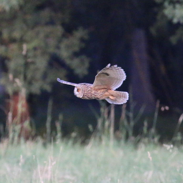 Long-eared Owl hunting