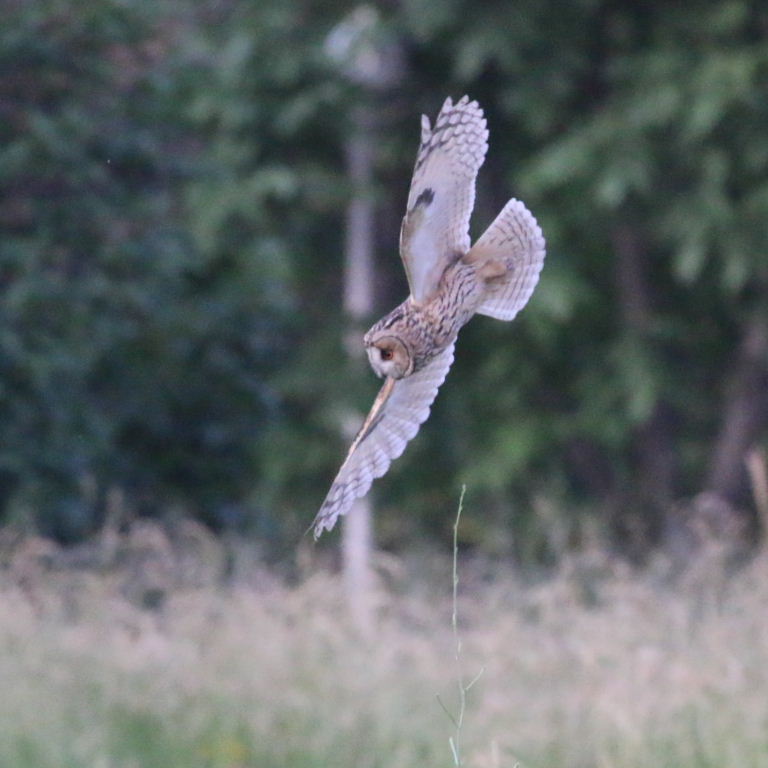 Long-eared Owl hunting