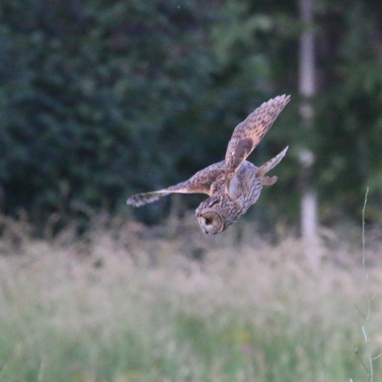 Long-eared Owl hunting