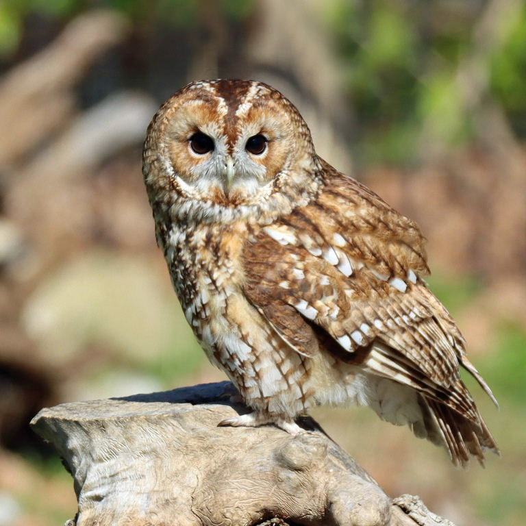 Tawny Owl