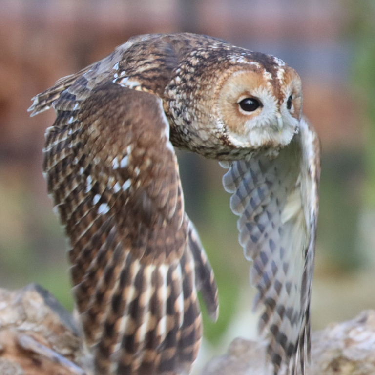 Tawny owl in flight