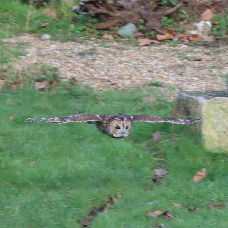 Tawny Owl in flight