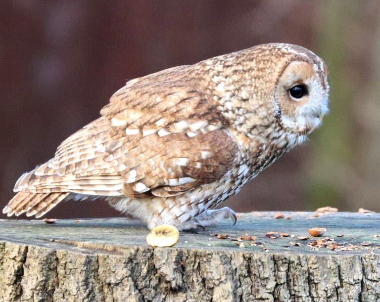 Tawny owl
