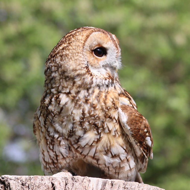 Tawny Owl