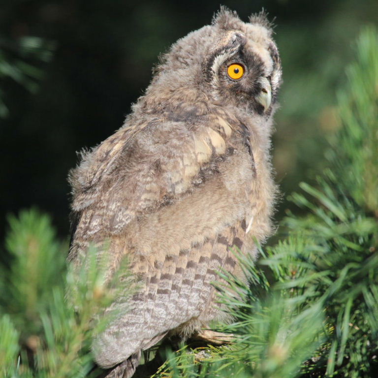 Long-eared Owlet