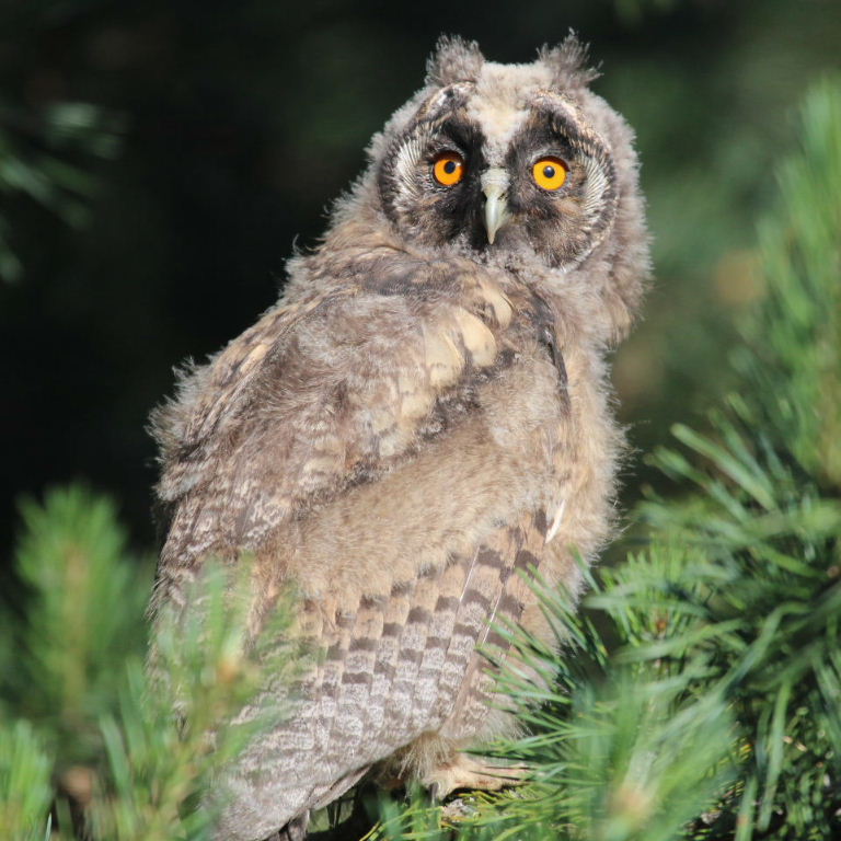 Long-eared Owlet