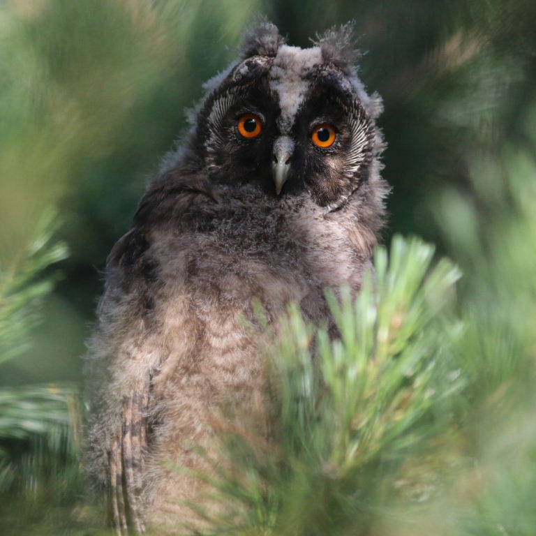 Long-eared Owlet