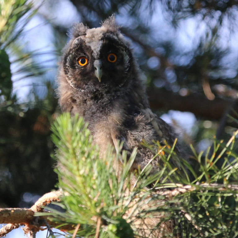 Long-eared Owlet