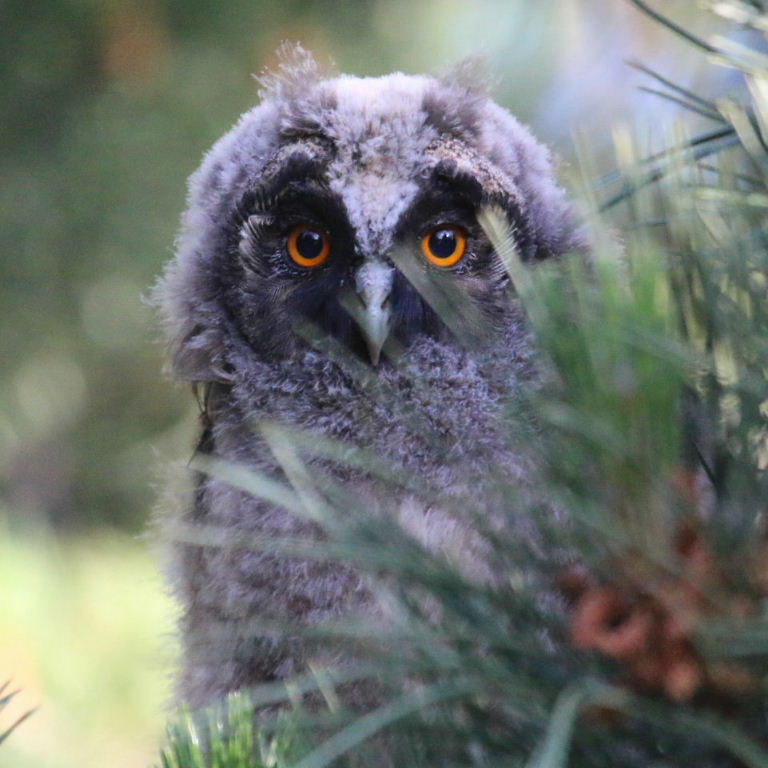 Long-eared Owlet chick