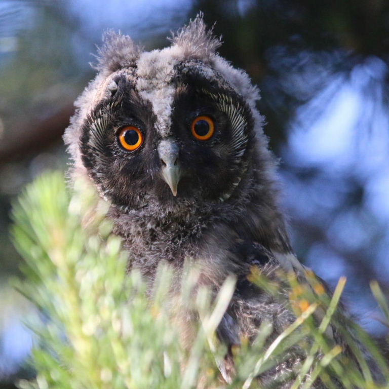 Long-eared Owlet