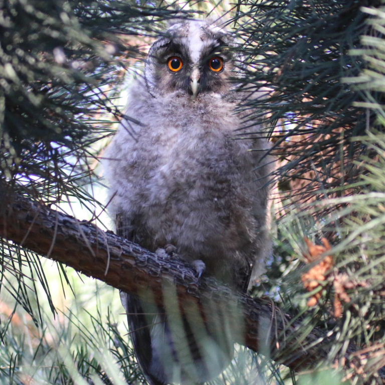 Long-eared Owlet
