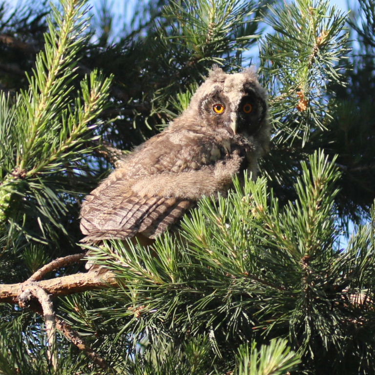 Long-eared Owlet