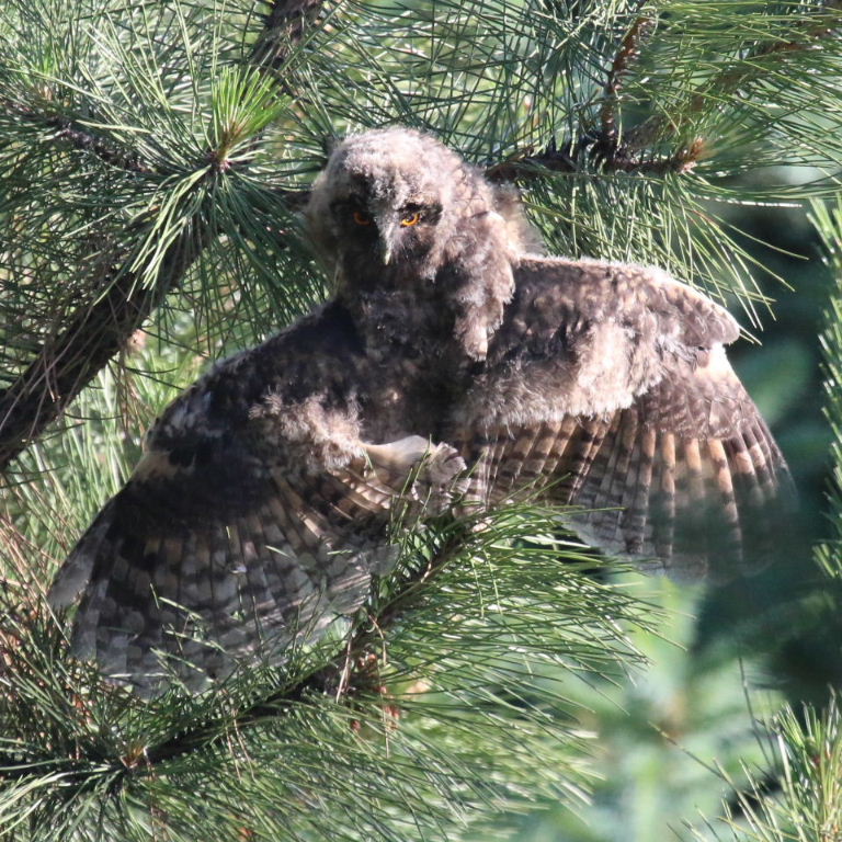 Long-eared Owlet