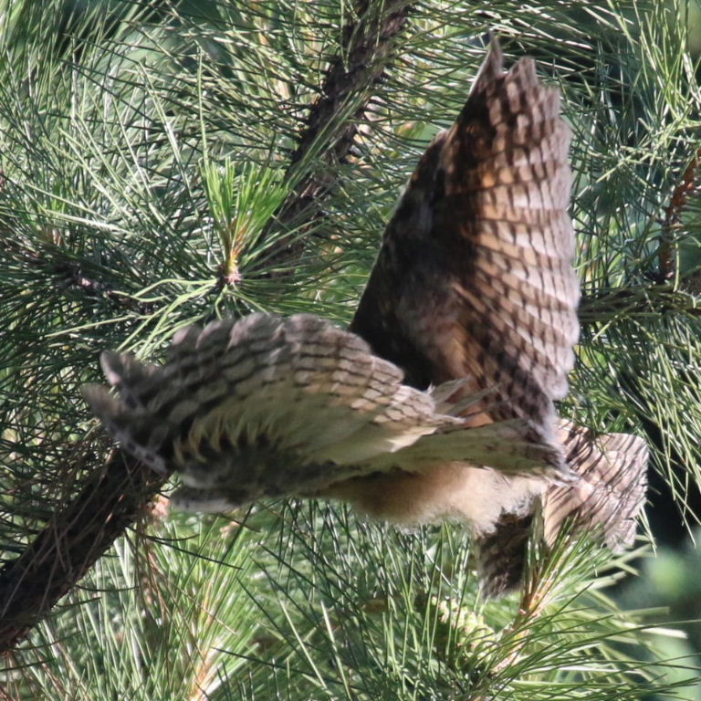 Long-eared Owlet