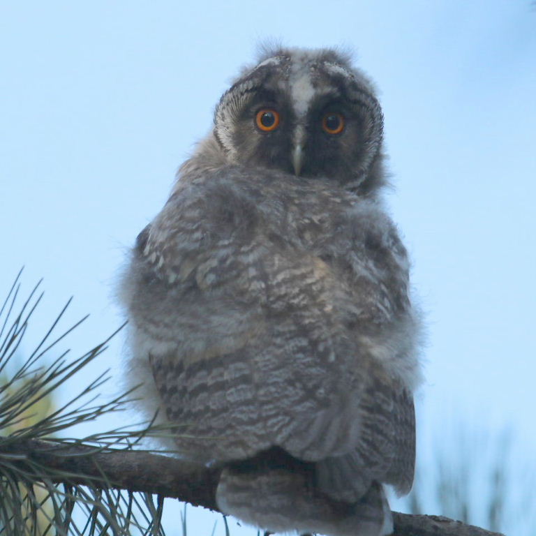 Long-eared Owlet