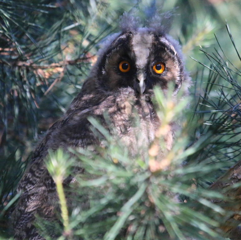 Long-eared Owlet