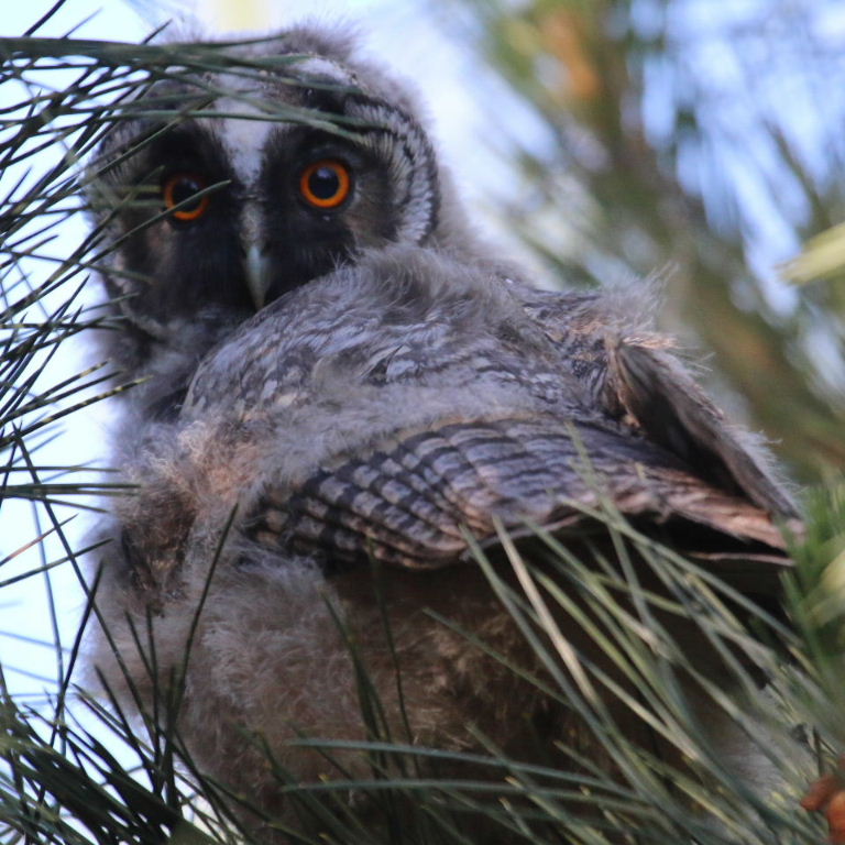 Long-eared Owlet