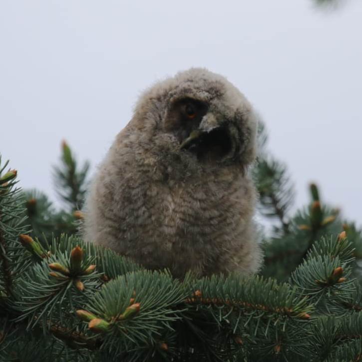 Long-eared Owlet