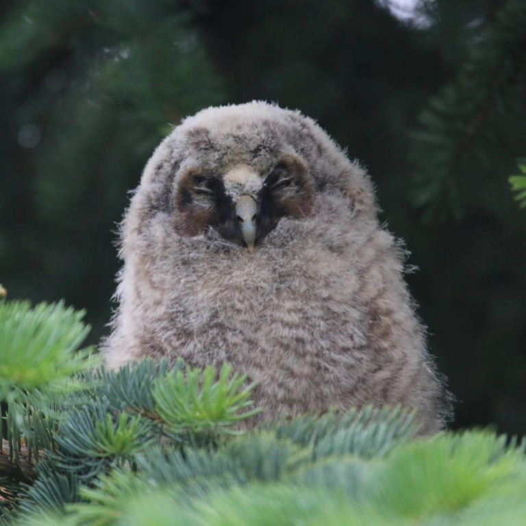 Long-eared Owlet