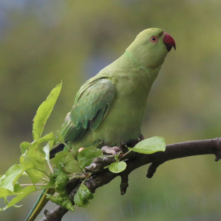 Ring-necked Parakeet on apple tree