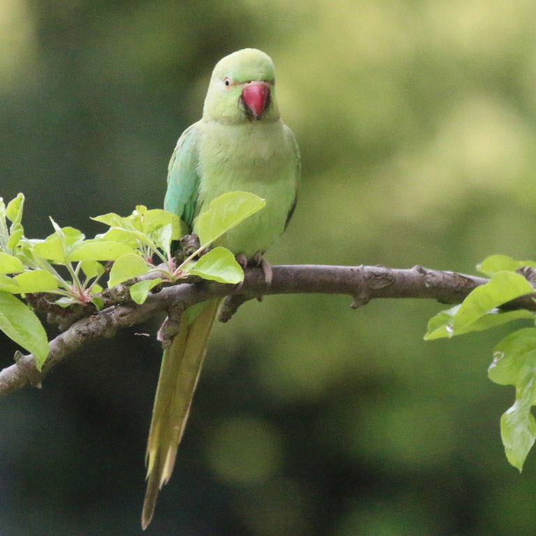 Ring-necked Parakeet on appletree