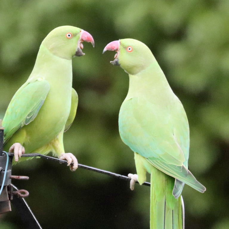 Ring-necked Parakeet argument