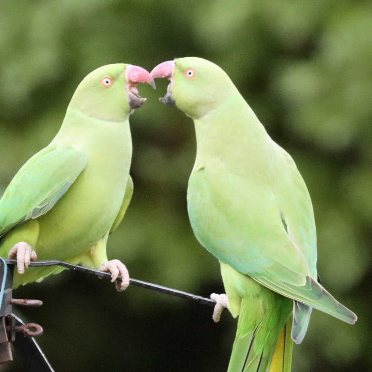 Ring-necked Parakeet argument