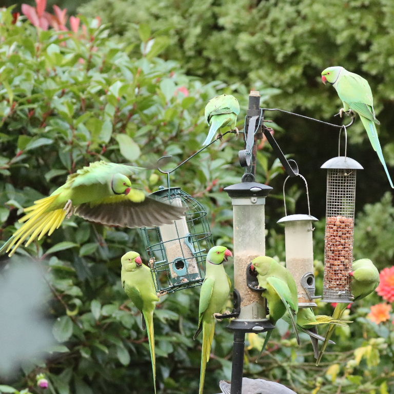 Ring-necked Parakeet argument