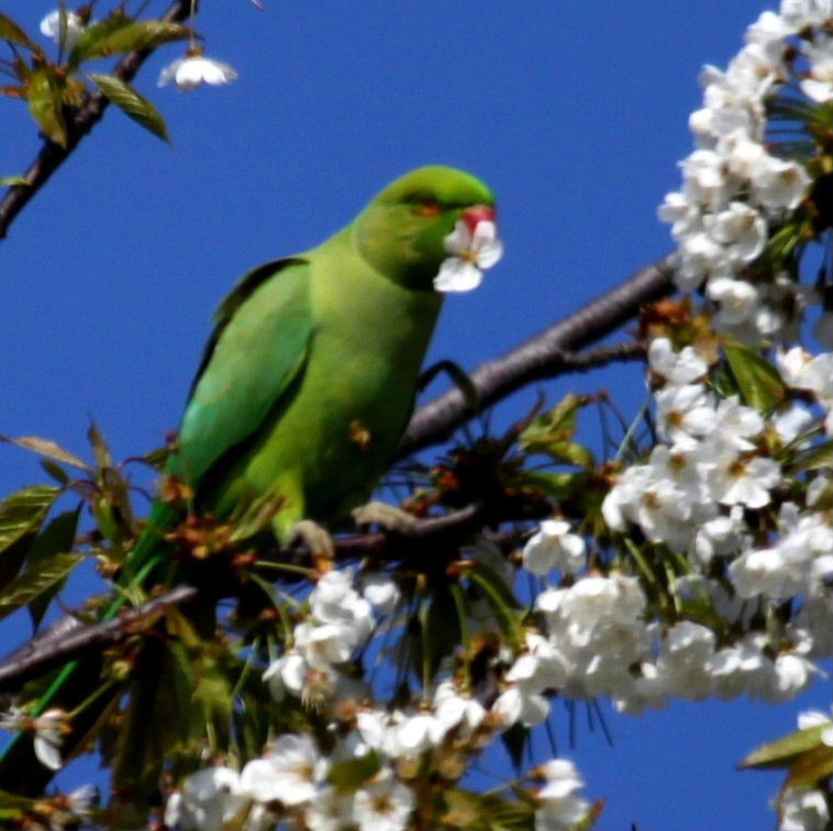 Blossom