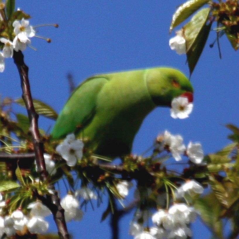 Blossom Parakeet