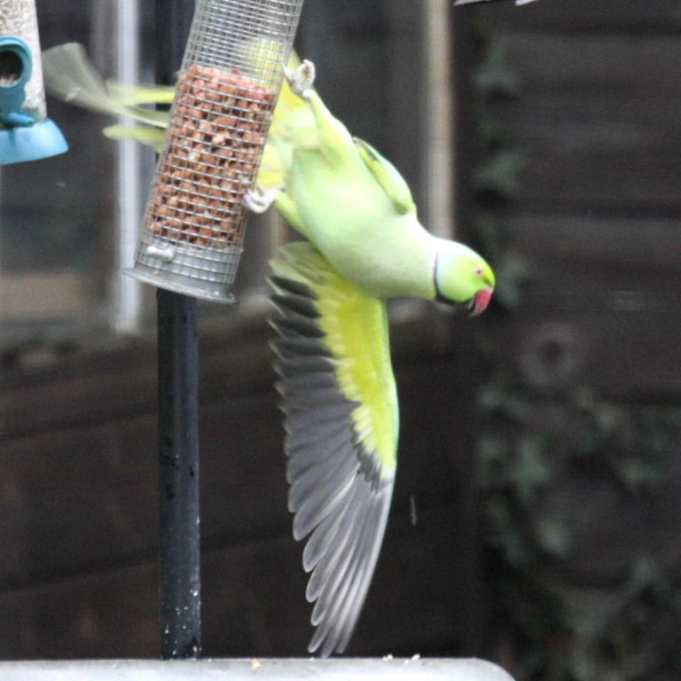 Ringnecked Parakeet breakdancing