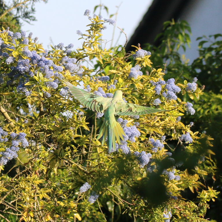 Ring-necked Parakeet over Californian Lilac