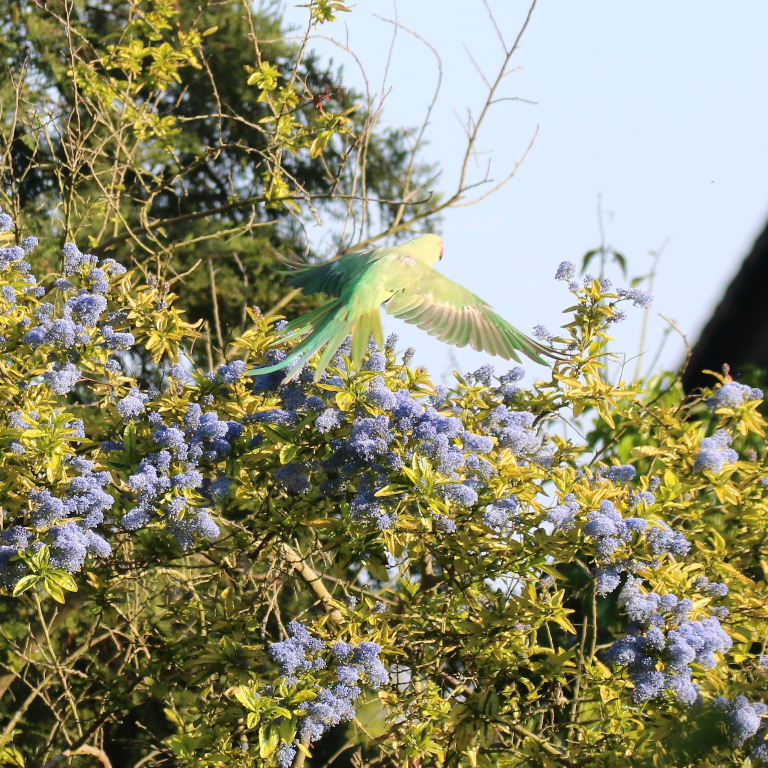 Ring-necked Parakeet over Californian Lilac