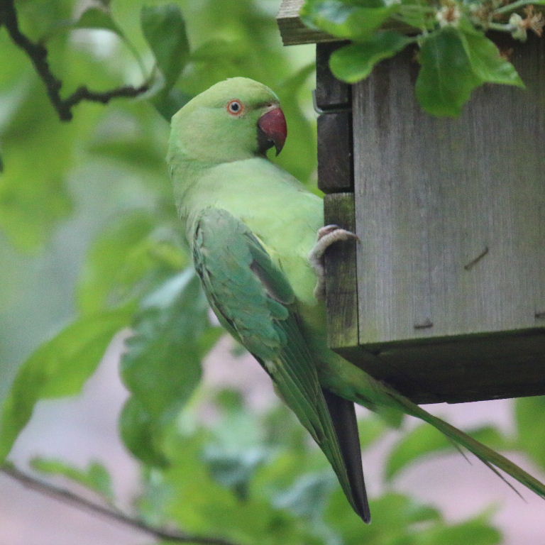 Ring-necked Parakeet on nestbox