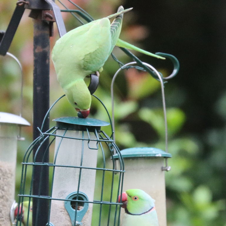 Ringnecked Parakeet breaking feeder