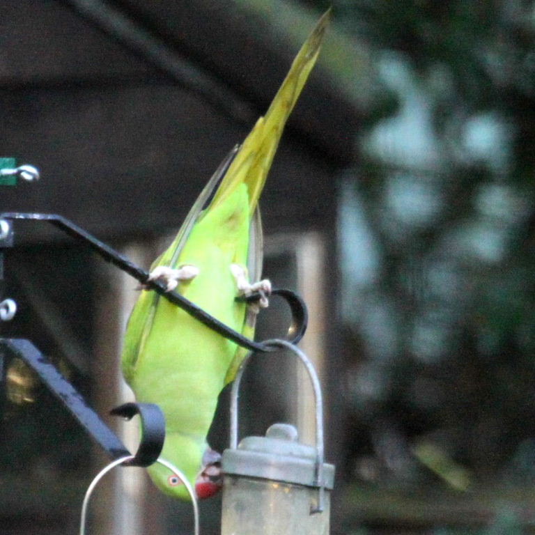 Ringneck Parakeet opening lid of feeder