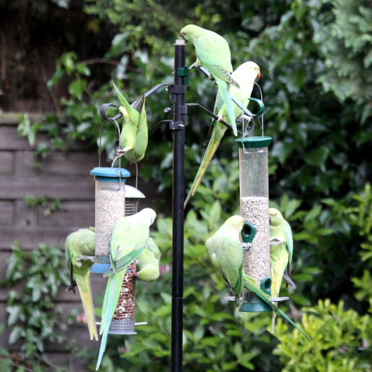 Rose-ringed Parakeets