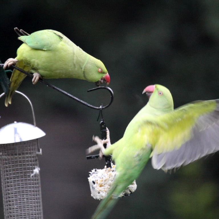 Ring-necked Parakeet pins eyes
