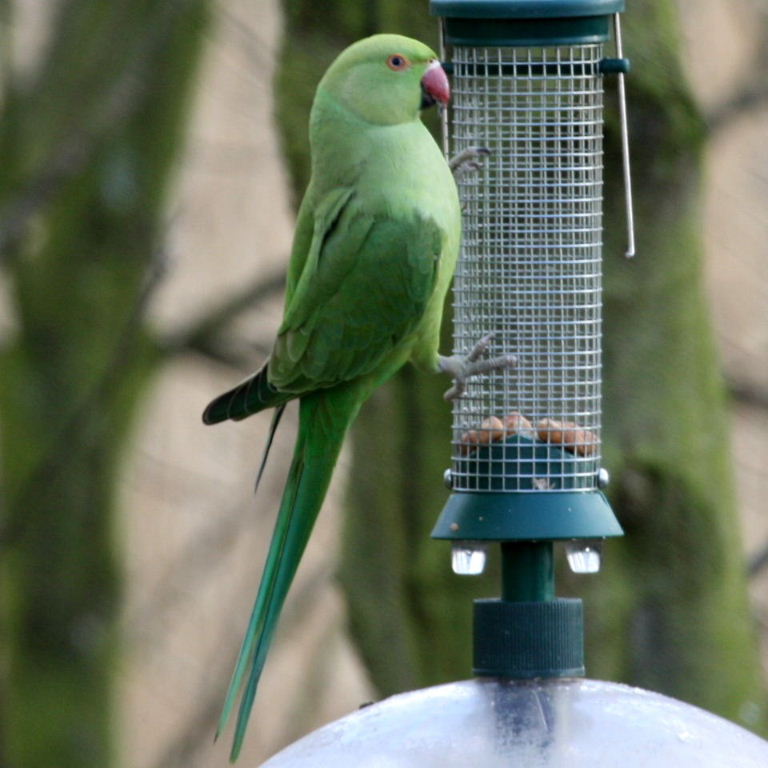 Ring-necked Parakeet on feeder