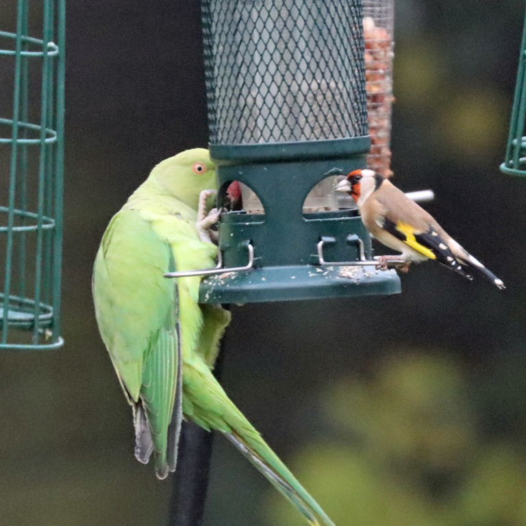 Parakeet on feeder for small birds