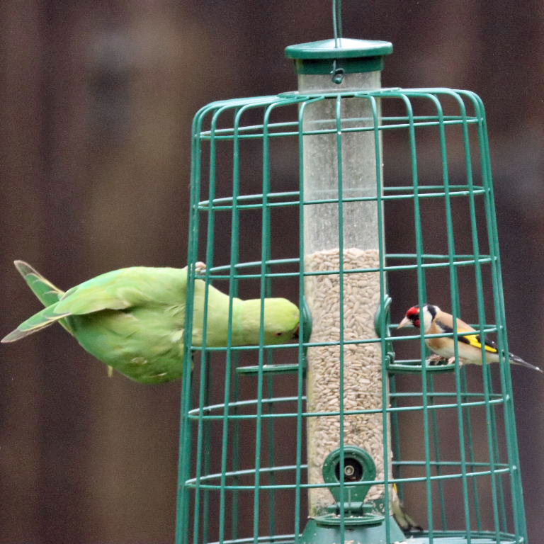 Parakeet on feeder for small birds