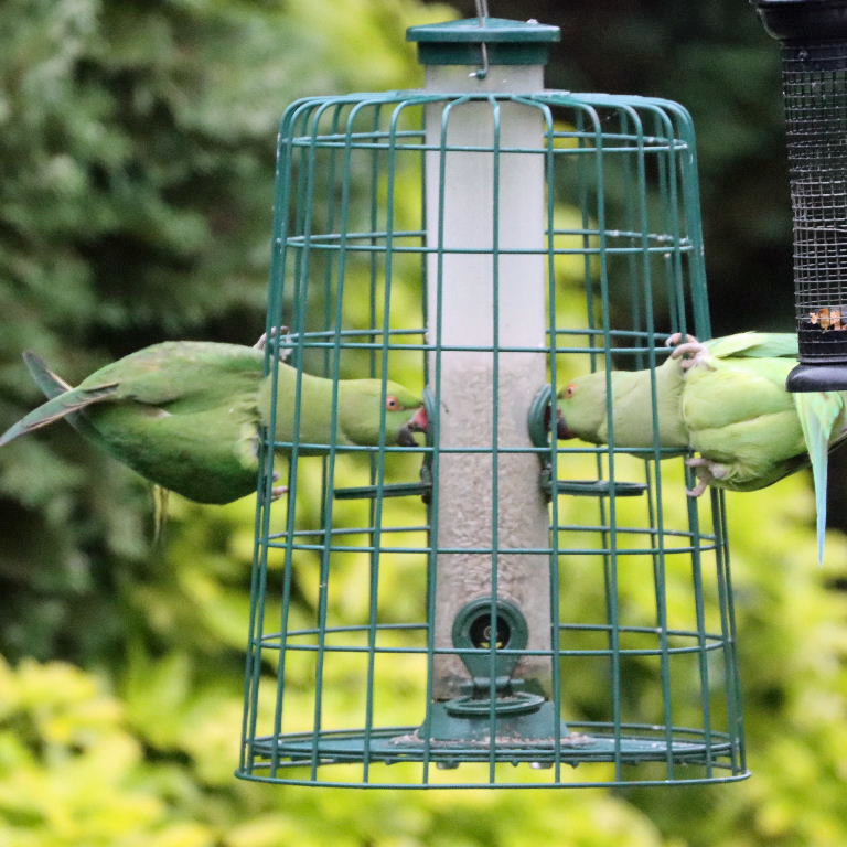 Parakeet on feeder for small birds