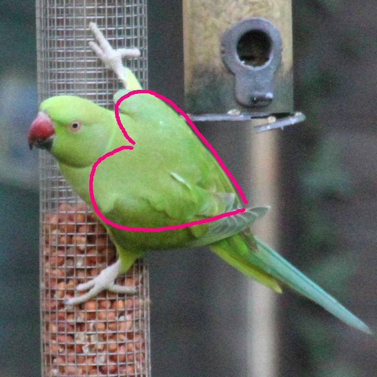 Ring-necked Parakeet heart